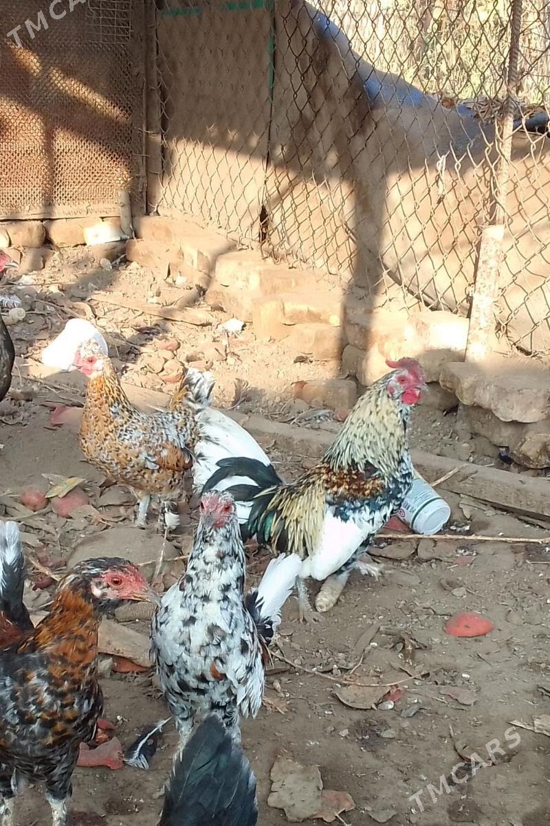 Karlik - Чарджоу - img 2