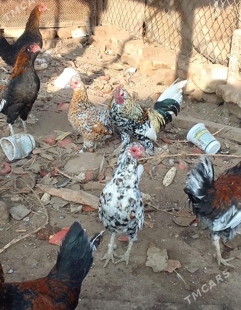 Karlik - Чарджоу - img 3