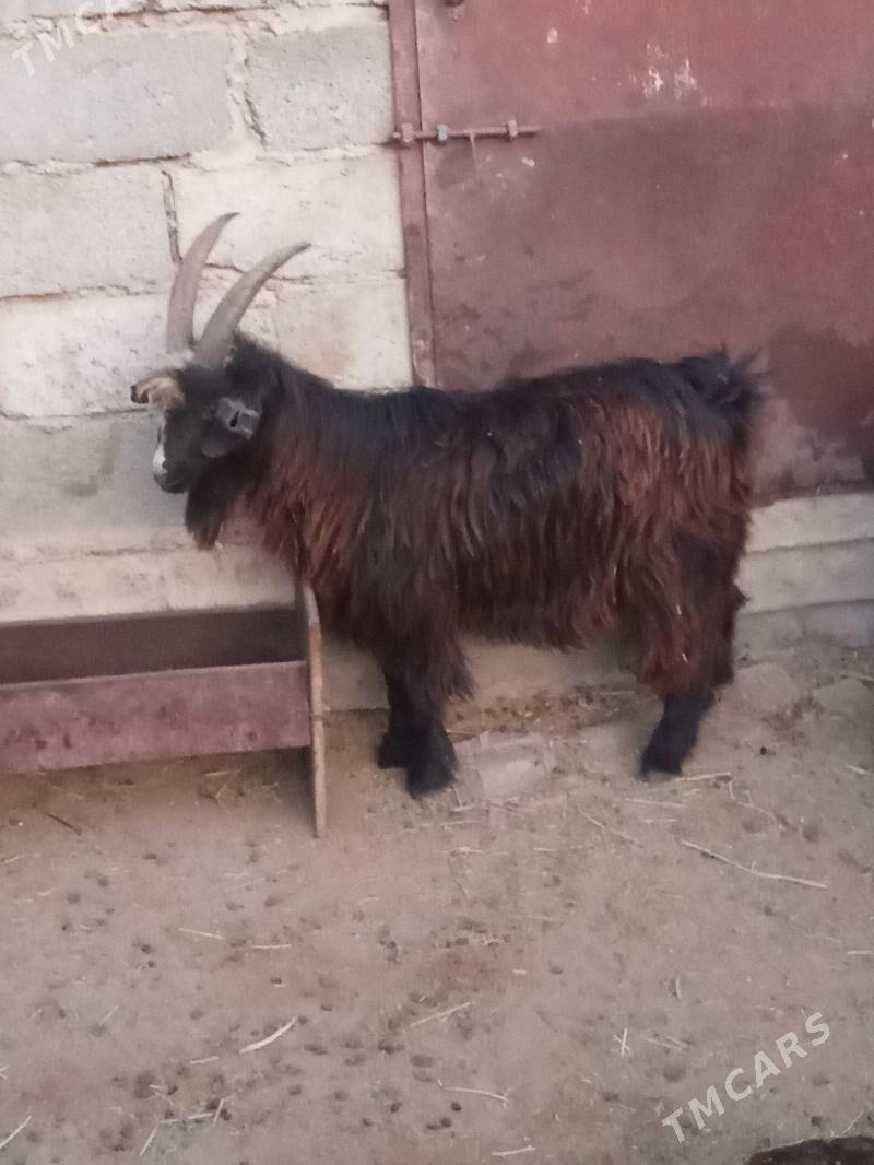 tokly we erkeç - Esenguly - img 2