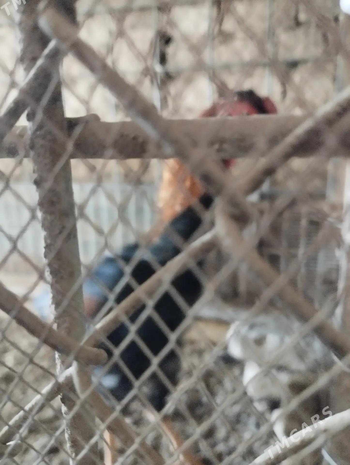 Bayes horaz - Керки - img 2