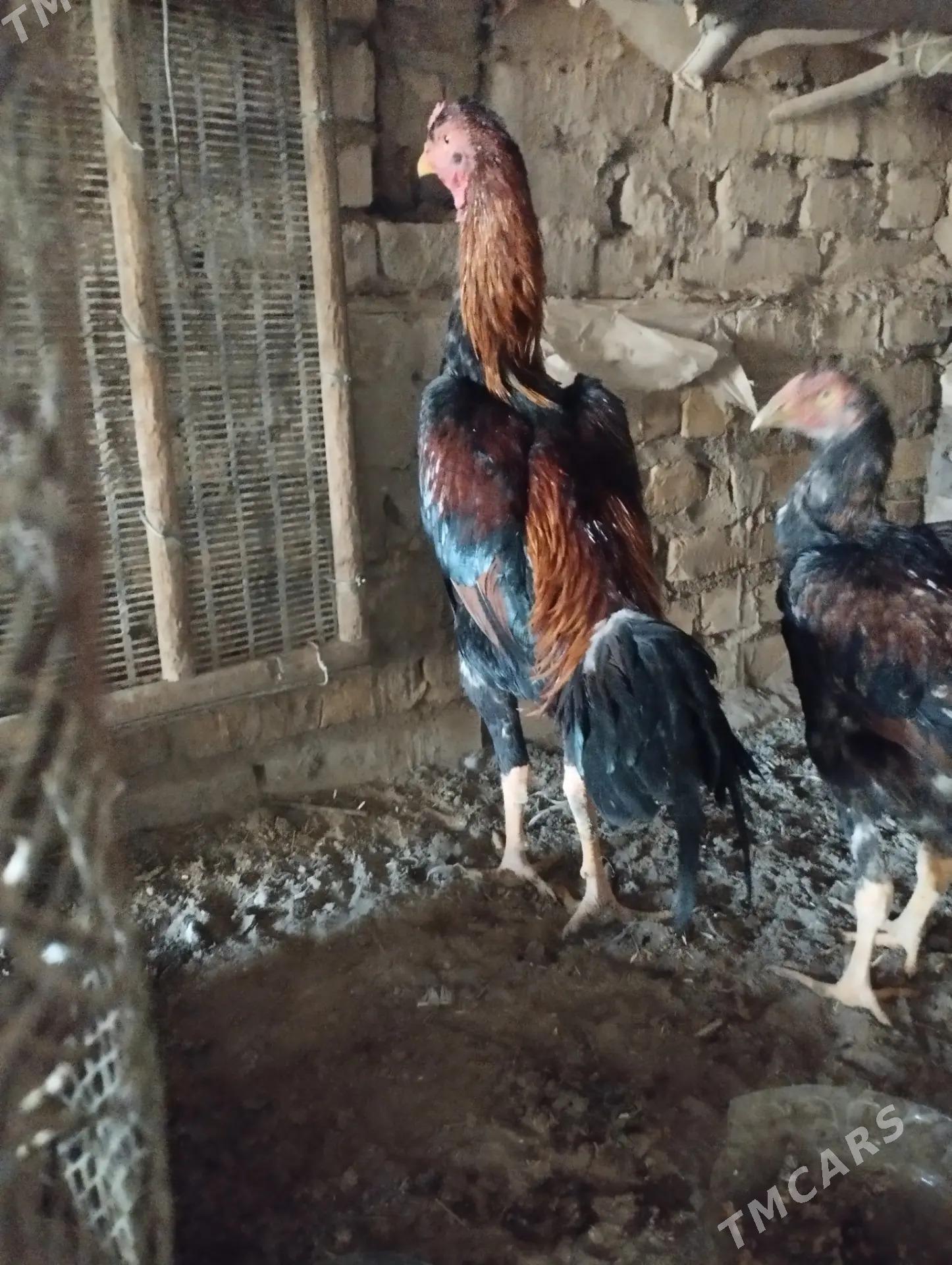 Bayes horaz - Керки - img 3