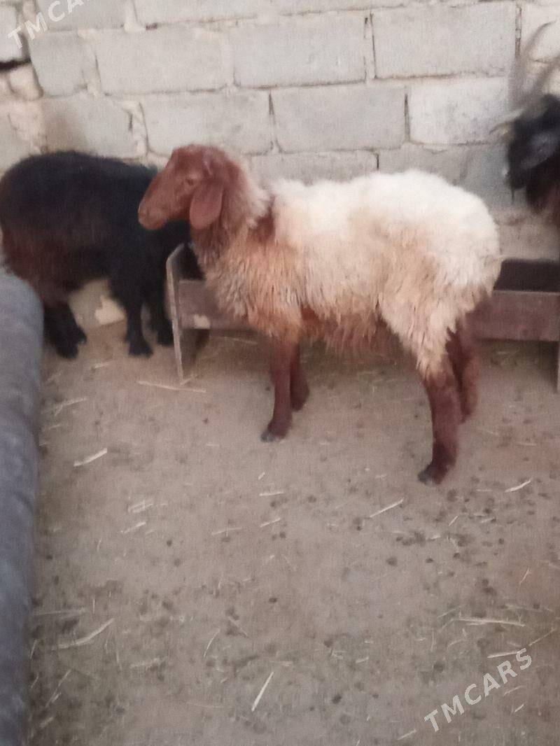 tokly we erkeç - Esenguly - img 5