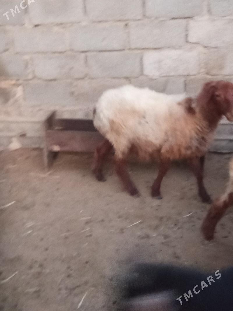 tokly we erkeç - Esenguly - img 8