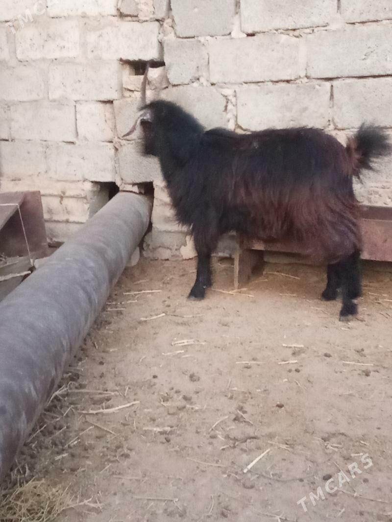 tokly we erkeç - Esenguly - img 3