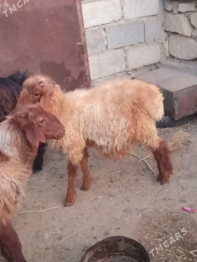 tokly we erkeç - Esenguly - img 7