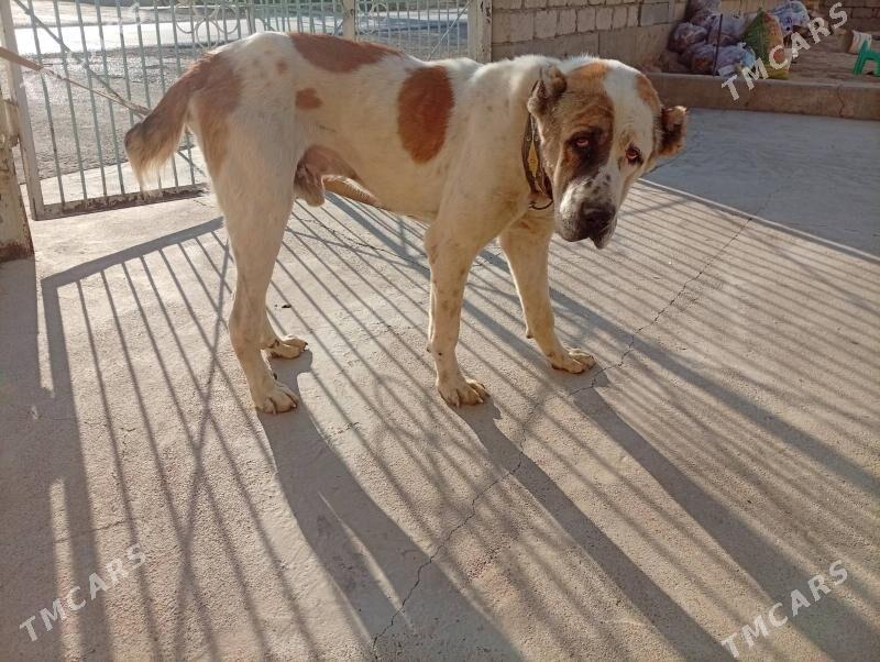 Alabay it Turken. - Ак-Бугдайский этрап - img 3