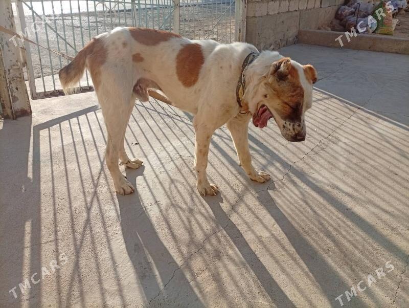 Alabay it Turken. - Ак-Бугдайский этрап - img 4