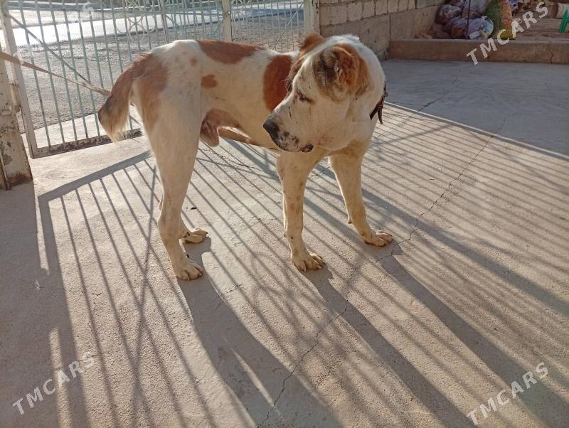 Alabay it Turken. - Ак-Бугдайский этрап - img 2