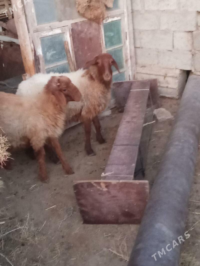 tokly we erkeç - Esenguly - img 4