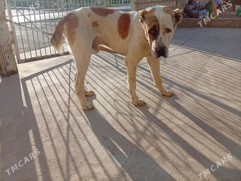 Alabay it Turken. - Ак-Бугдайский этрап - img 5