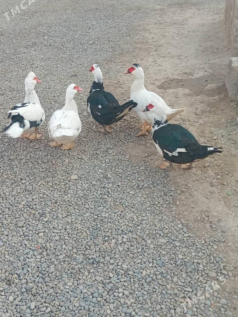 erkek.indawutga - Мары - img 3