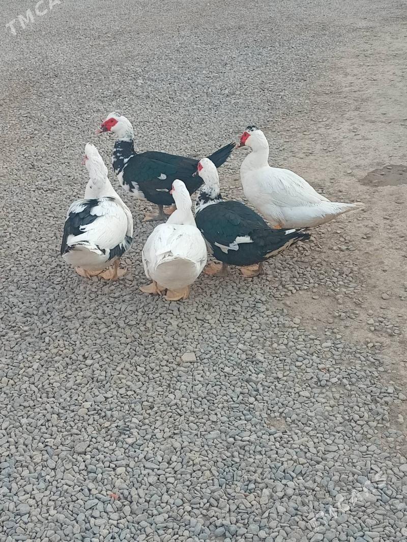 erkek.indawutga - Мары - img 2