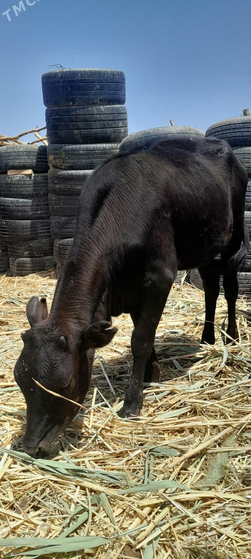 gole - Ашхабад - img 9