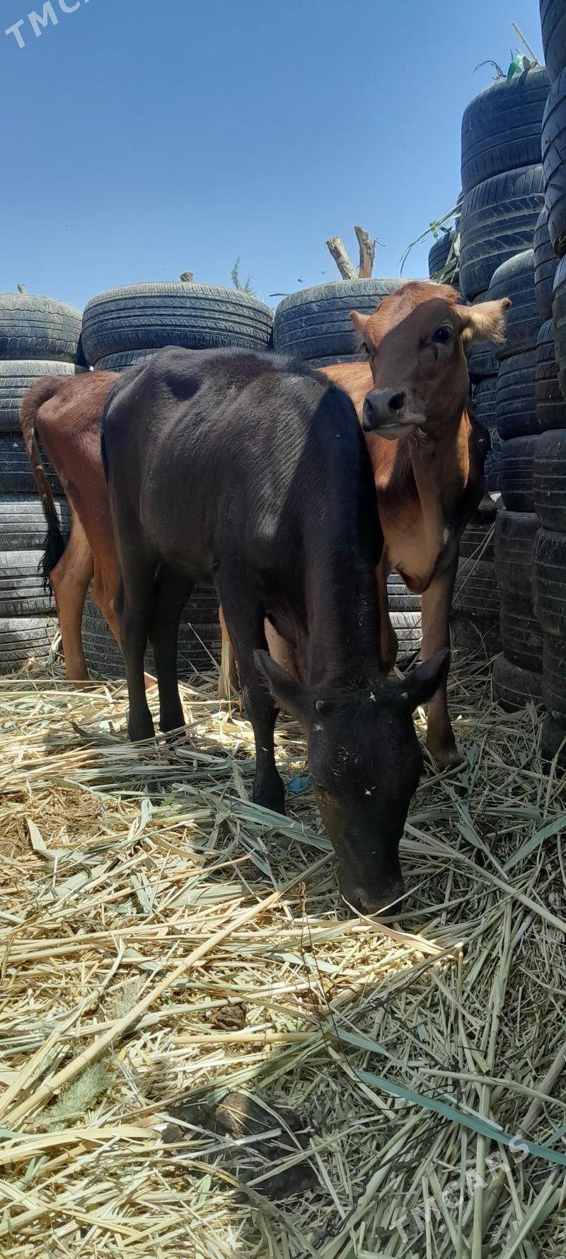 gole - Ашхабад - img 10