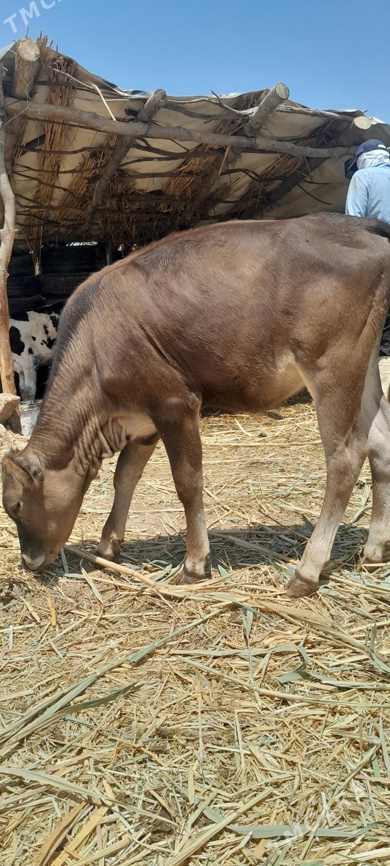 gole - Ашхабад - img 8