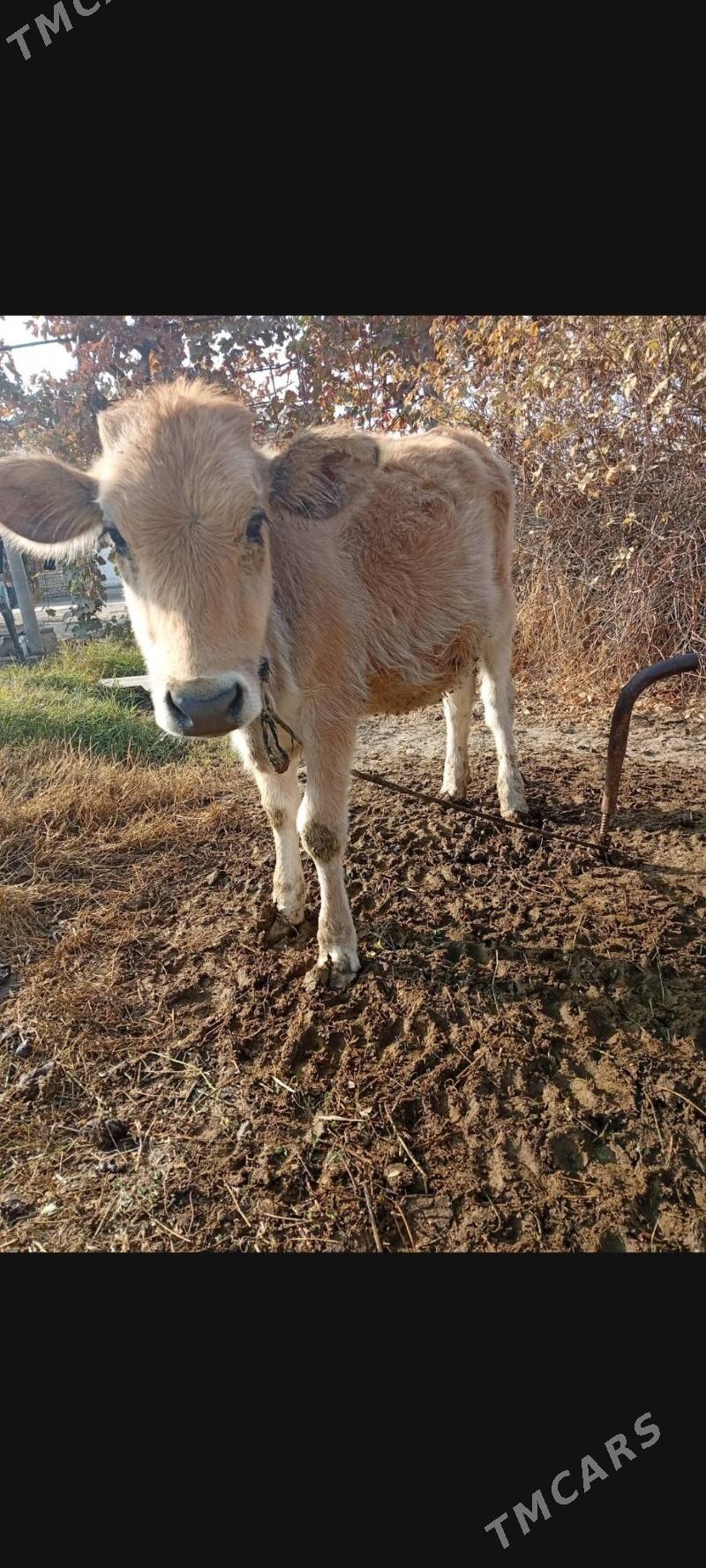 tuvetuve - Bäherden - img 3