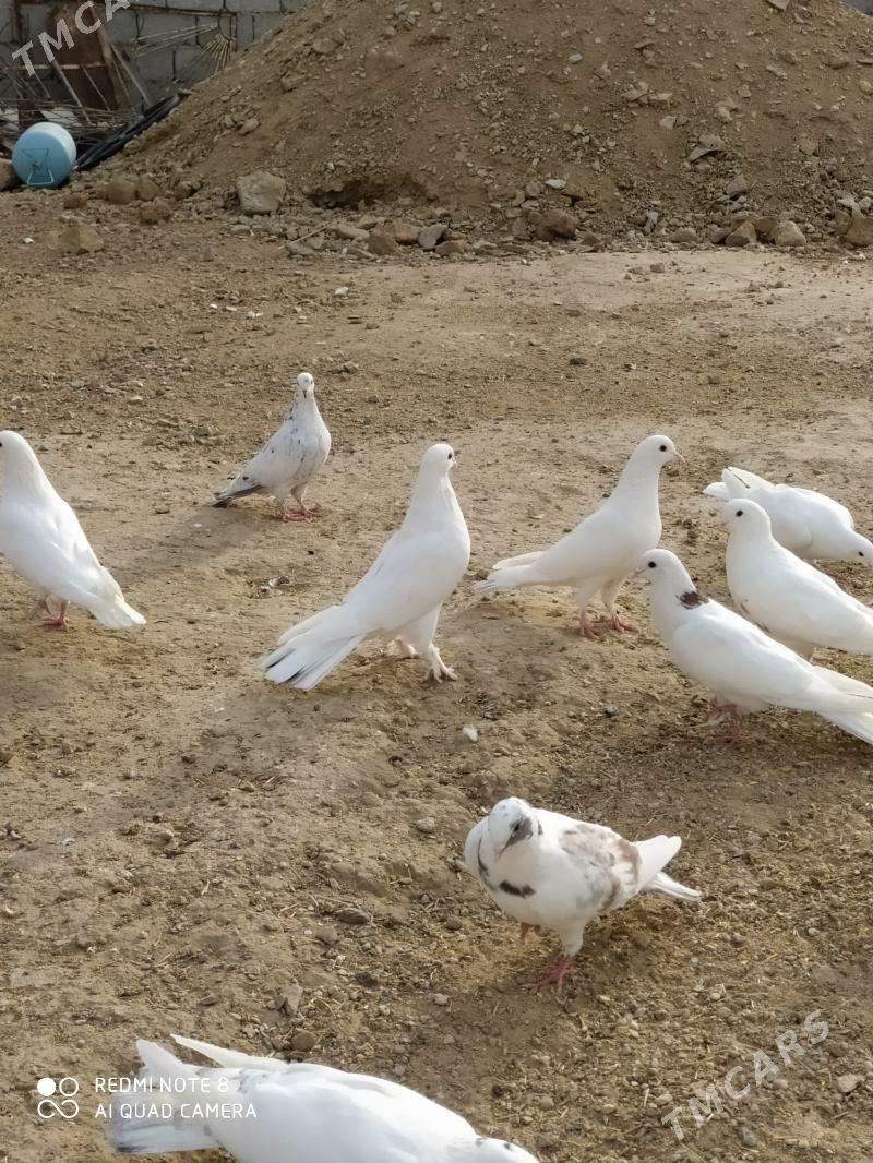 kepderi - Balkanabat - img 1