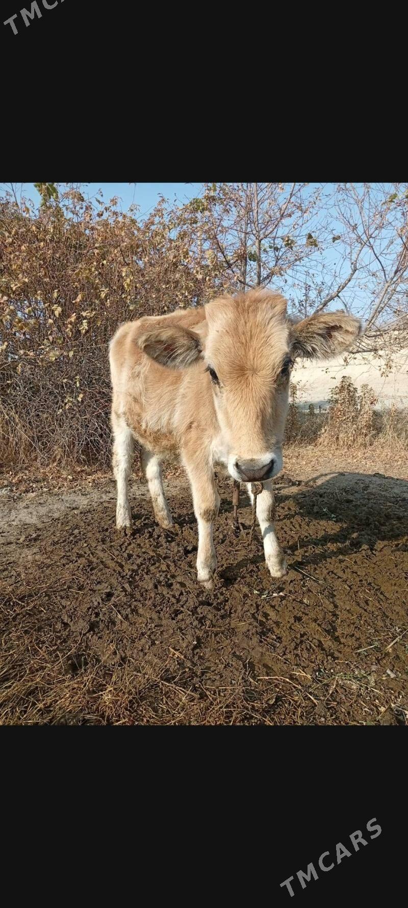 tuvetuve - Bäherden - img 1