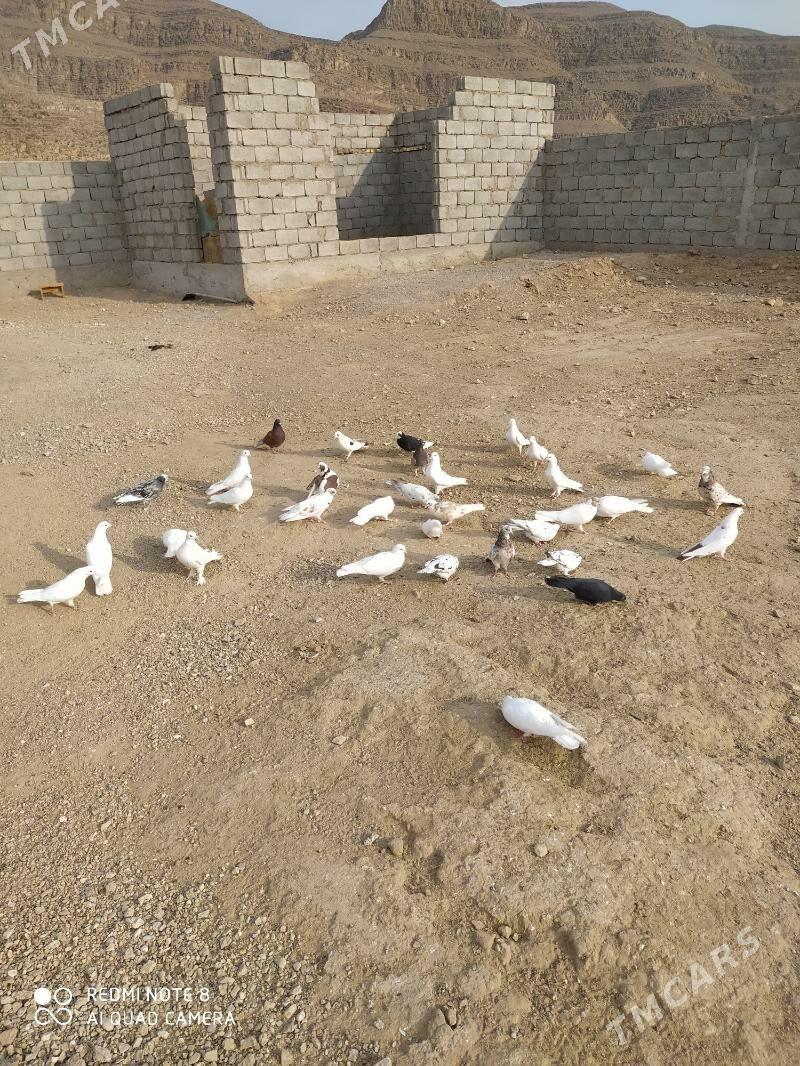 kepderi - Balkanabat - img 4