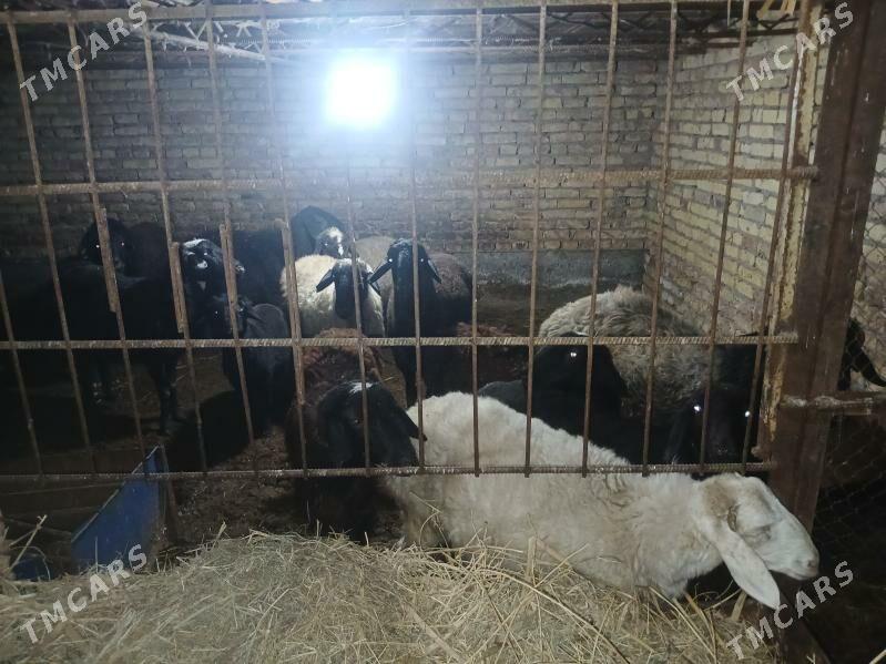 Goyun we Geci - Туркменабат - img 3