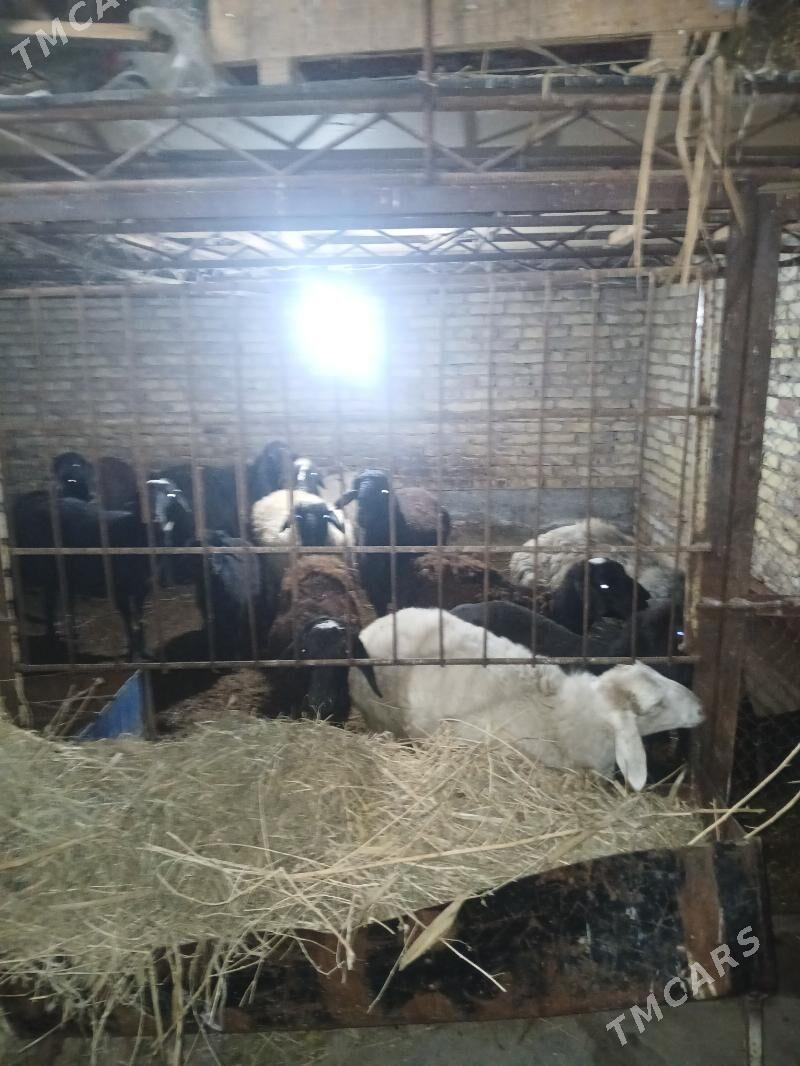 Goyun we Geci - Туркменабат - img 2