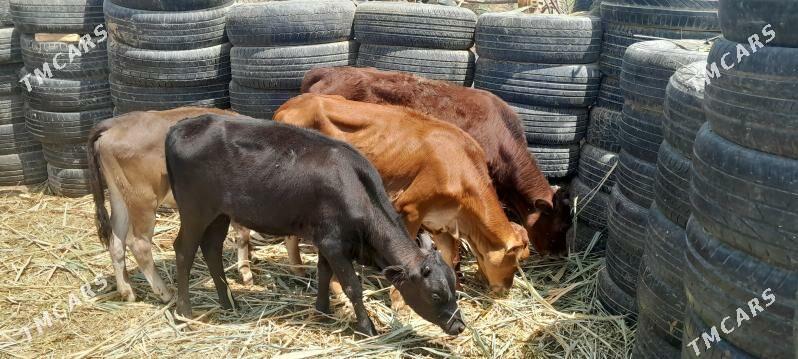 gole - Ашхабад - img 5