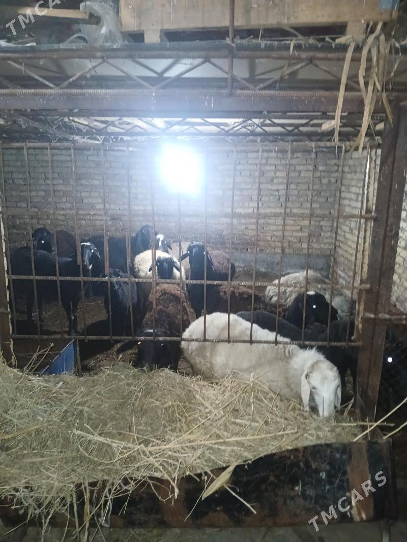 Goyun we Geci - Туркменабат - img 1