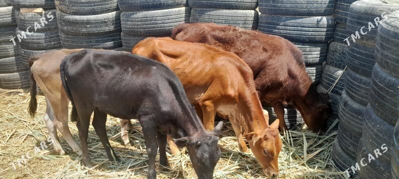 gole - Ашхабад - img 6