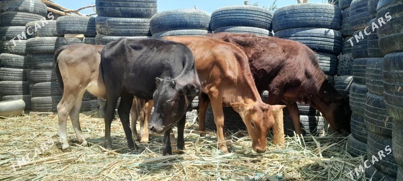 gole - Ашхабад - img 7