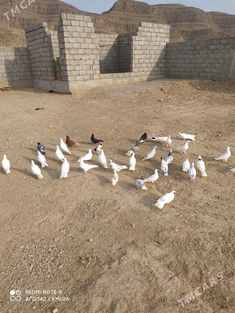 kepderi - Balkanabat - img 6