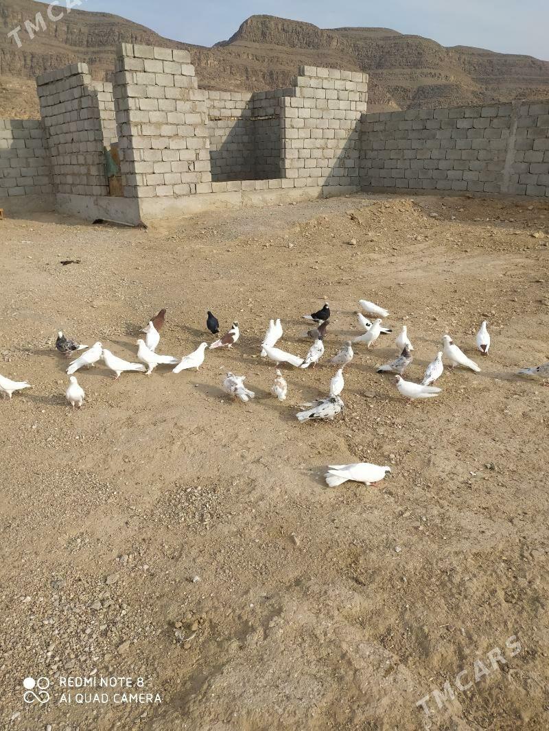 kepderi - Balkanabat - img 3