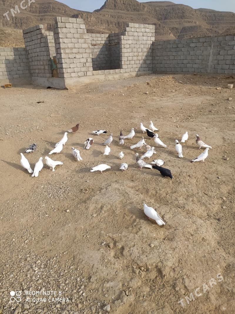 kepderi - Balkanabat - img 5