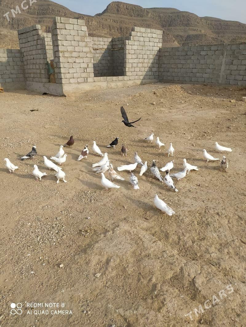 kepderi - Balkanabat - img 2