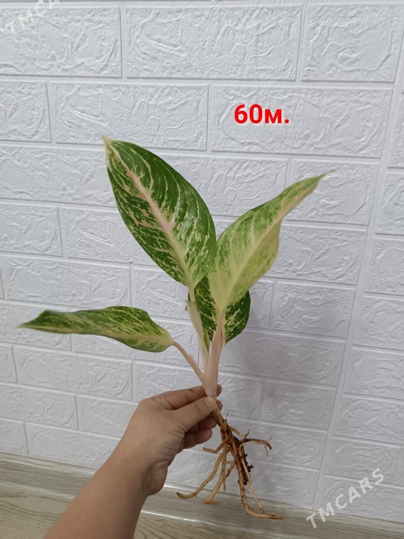 АГЛАОНЕМА ЧЕРЕНКИ - Aşgabat - img 4