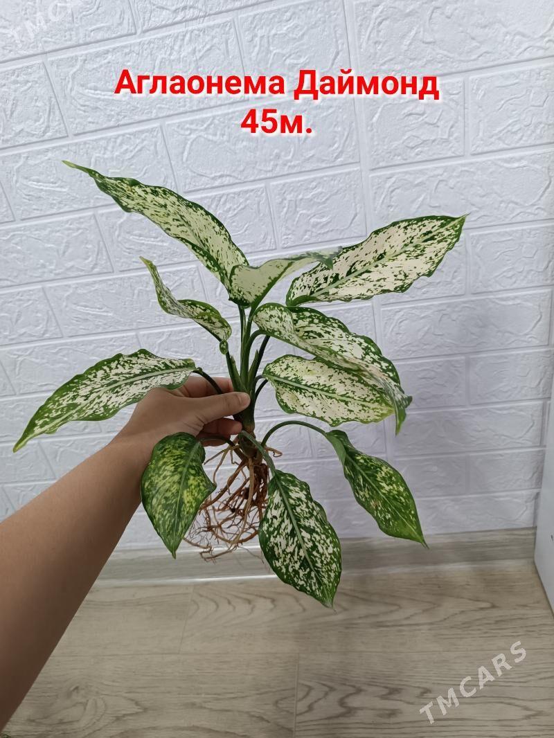 АГЛАОНЕМА ЧЕРЕНКИ - Aşgabat - img 7