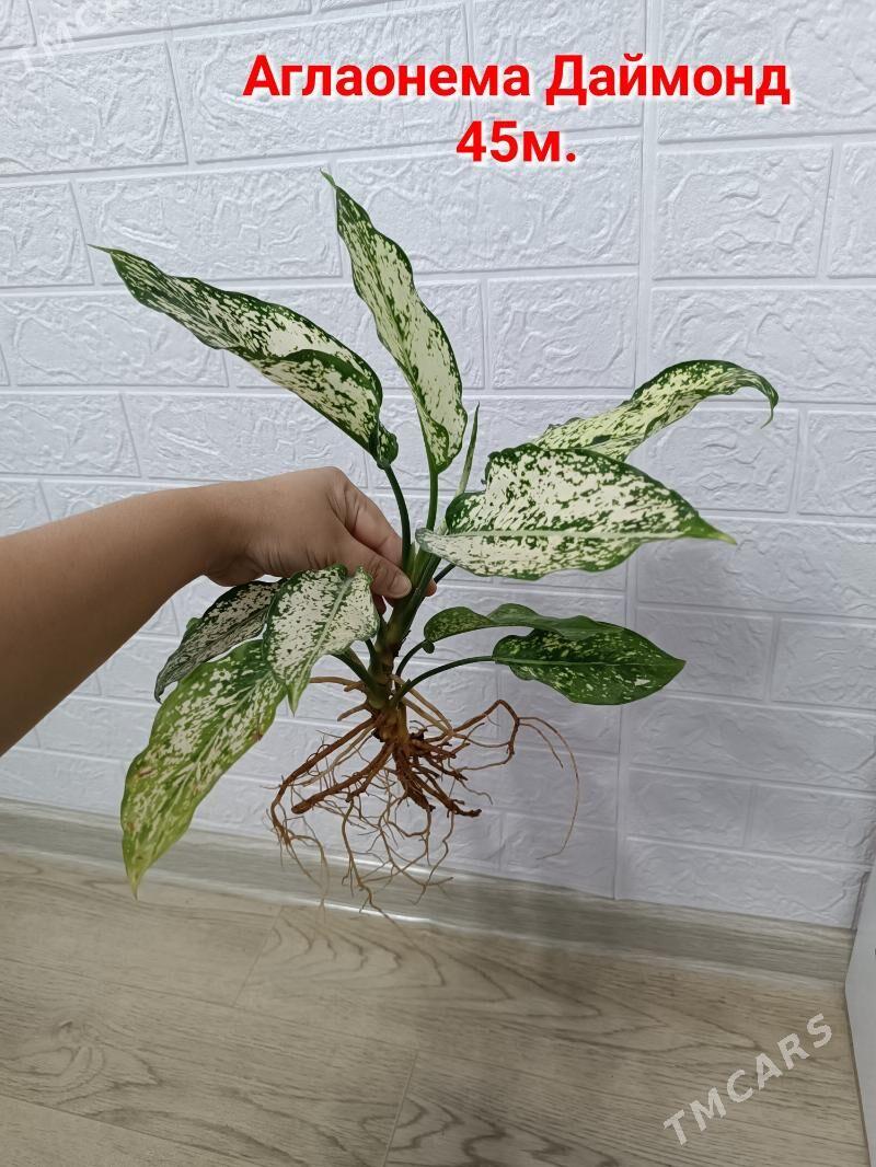 АГЛАОНЕМА ЧЕРЕНКИ - Aşgabat - img 6