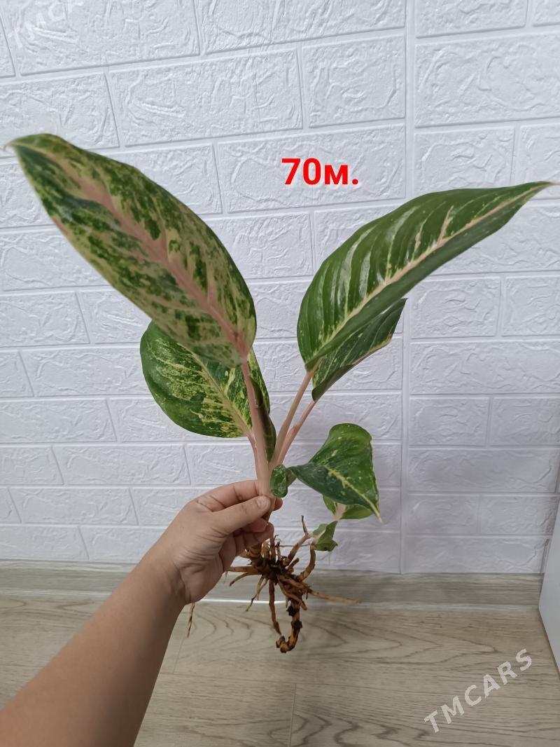 АГЛАОНЕМА ЧЕРЕНКИ - Aşgabat - img 1