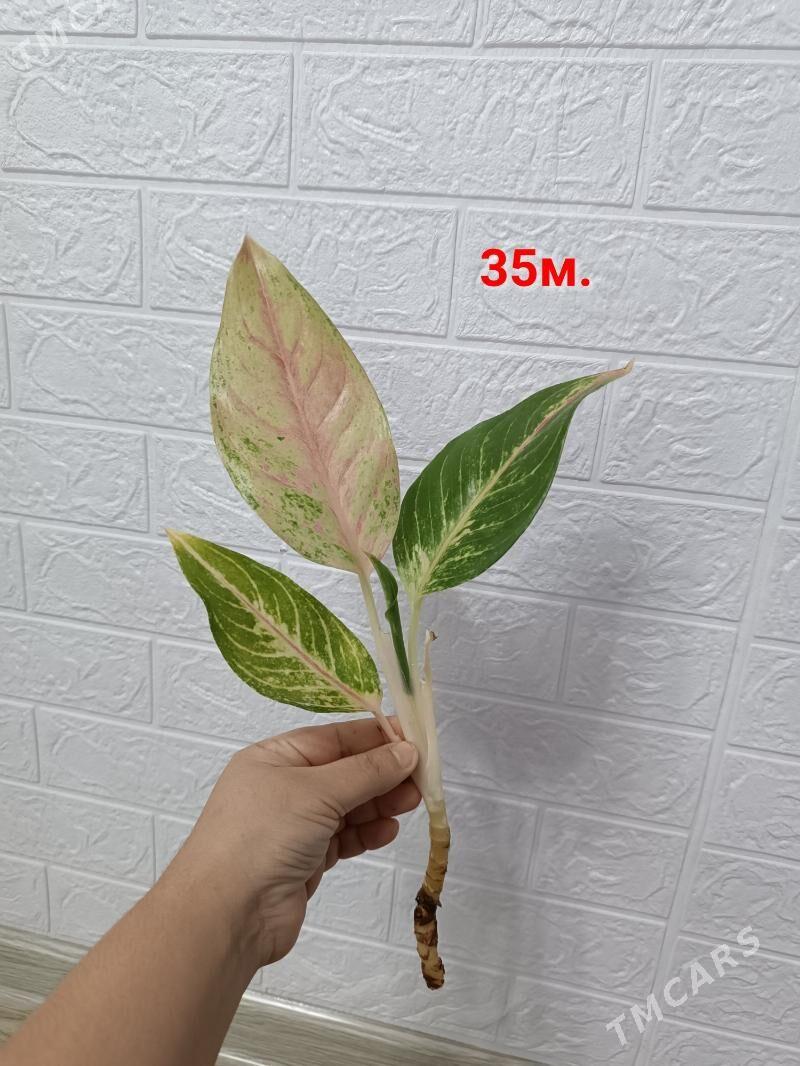 АГЛАОНЕМА ЧЕРЕНКИ - Aşgabat - img 5