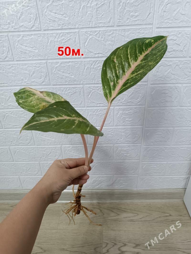 АГЛАОНЕМА ЧЕРЕНКИ - Aşgabat - img 2