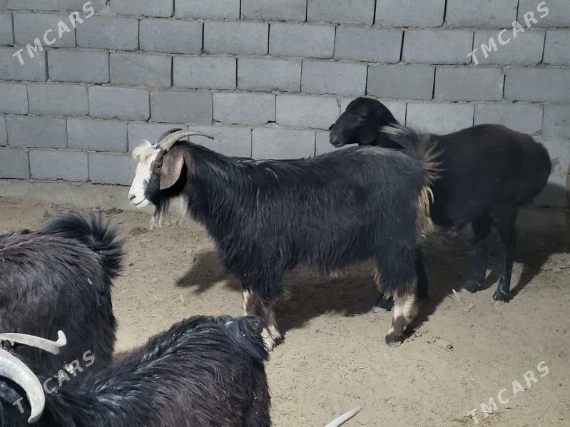 Geçi - Gyzylarbat - img 3