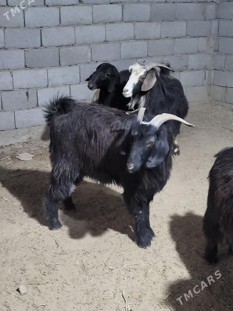 Geçi - Gyzylarbat - img 2