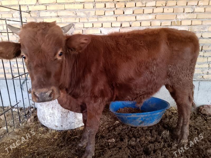 okuz - Türkmenabat - img 2