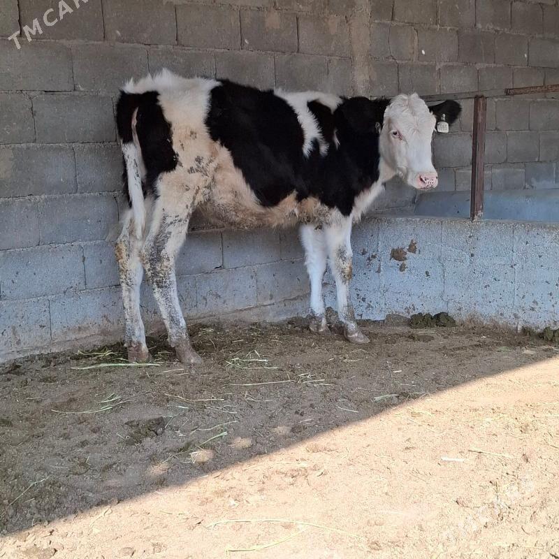 Golişdeÿin öküz tüwe - Бузмеин - img 3