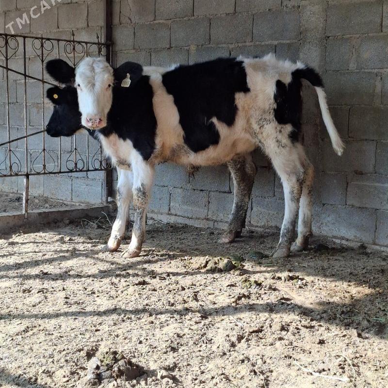 Golişdeÿin öküz tüwe - Бузмеин - img 4