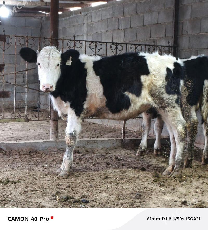 Golişdeÿin öküz tüwe - Бузмеин - img 6