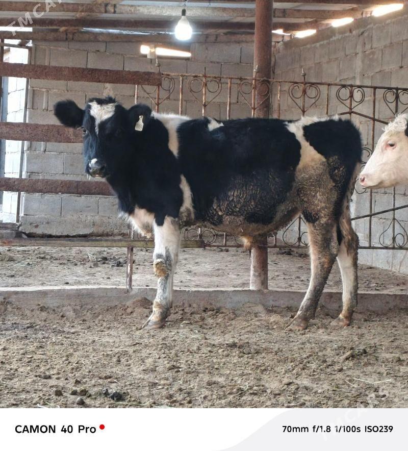 Golişdeÿin öküz tüwe - Бузмеин - img 7