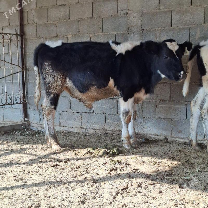 Golişdeÿin öküz tüwe - Бузмеин - img 5