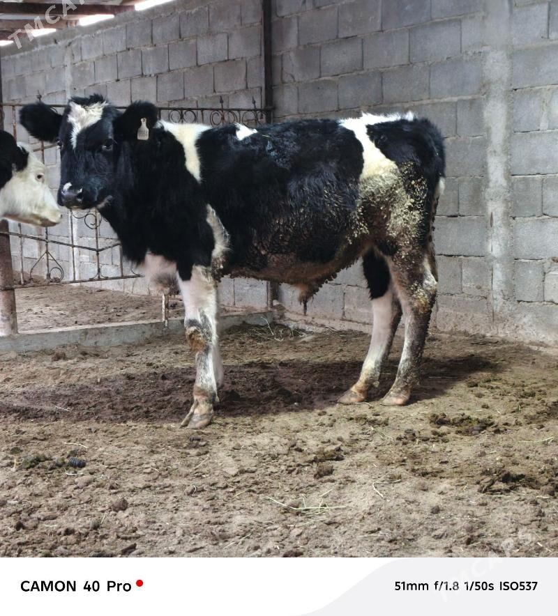 Golişdeÿin öküz tüwe - Бузмеин - img 8