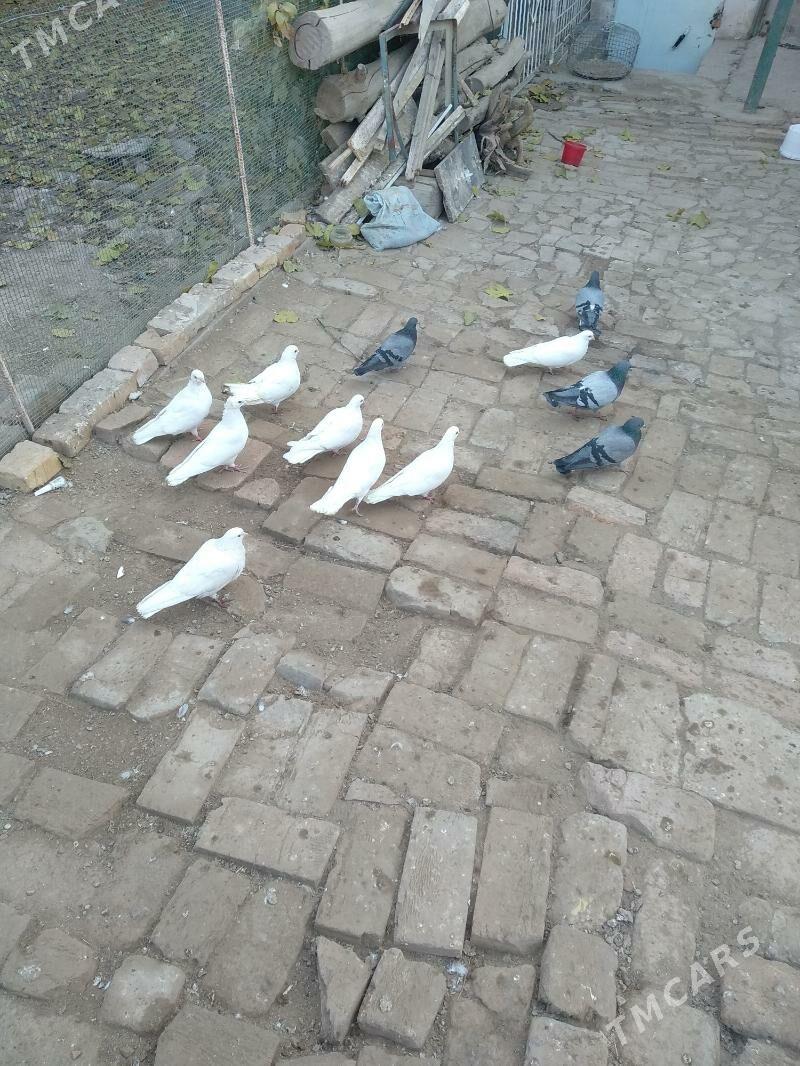 kepter - Туркменабат - img 3