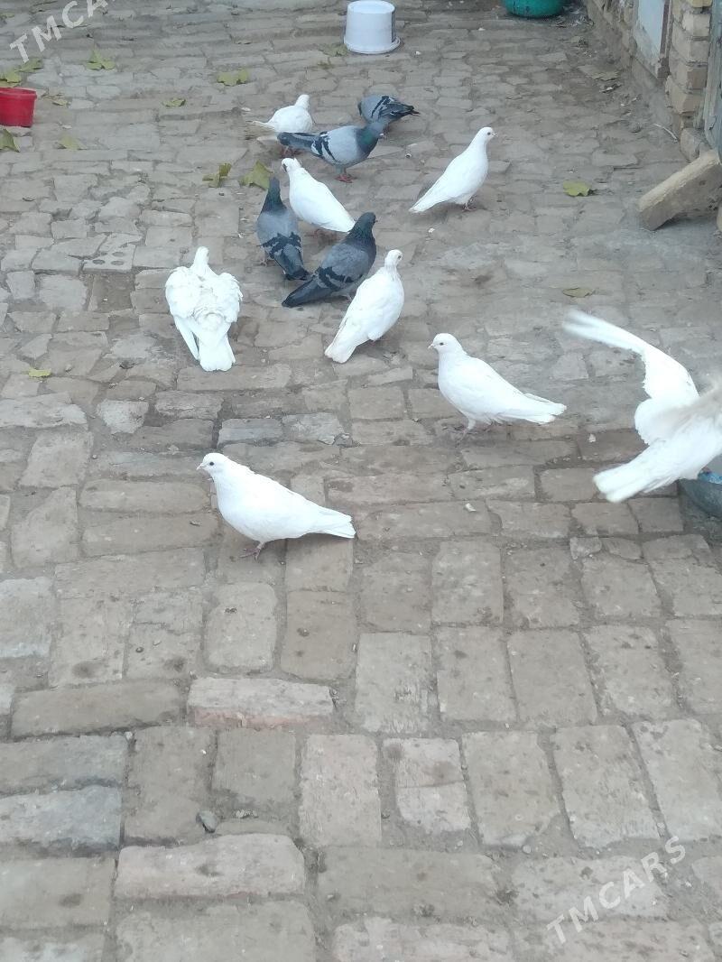 kepter - Туркменабат - img 2